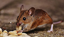 24 Hour & Emergency Exterminators in Sabattus, ME